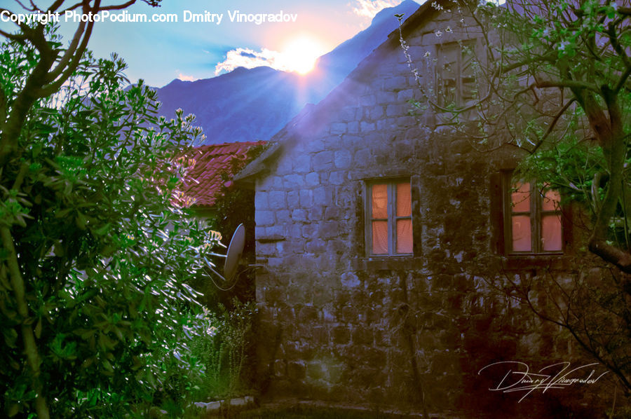 Building, Cottage, Housing, Ivy, Plant, Vine, Flare