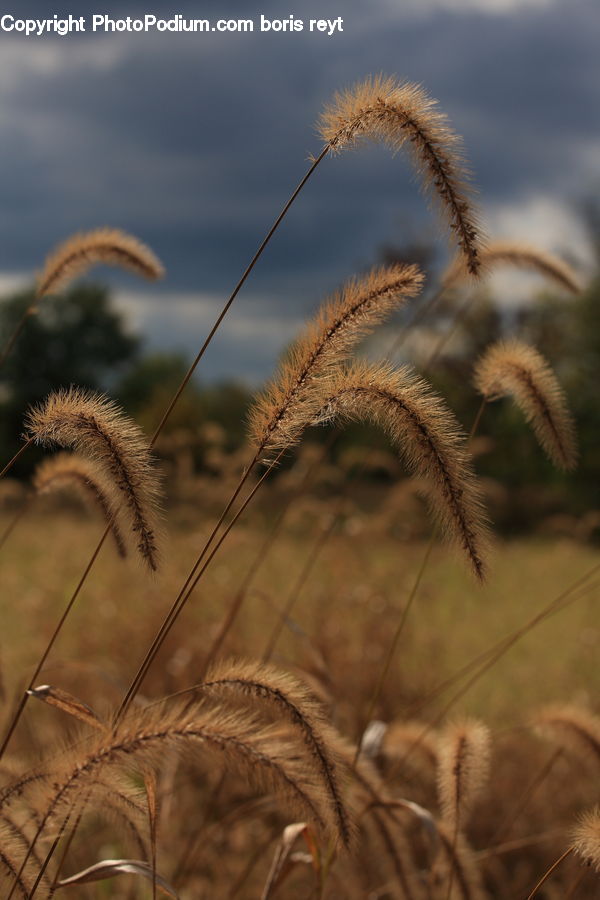 Dandelion, Flower, Plant, Grass, Reed, Field, Grassland