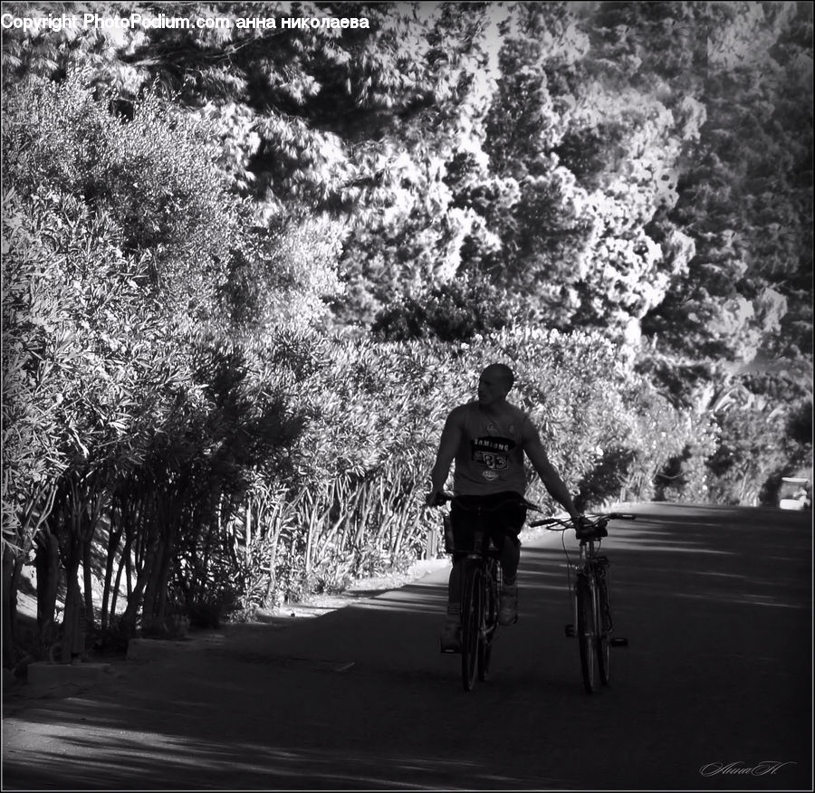 Human, People, Person, Bicycle, Bike, Cyclist, Vehicle