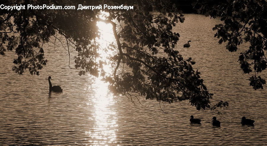 Plant, Potted Plant, Outdoors, Ripple, Water, Flood, Silhouette