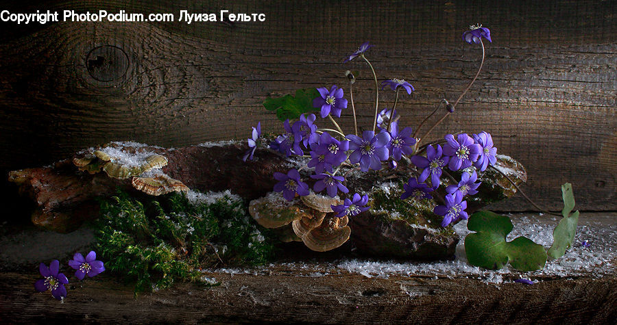 Blossom, Flora, Flower, Plant, Violet, Crocus, Potted Plant
