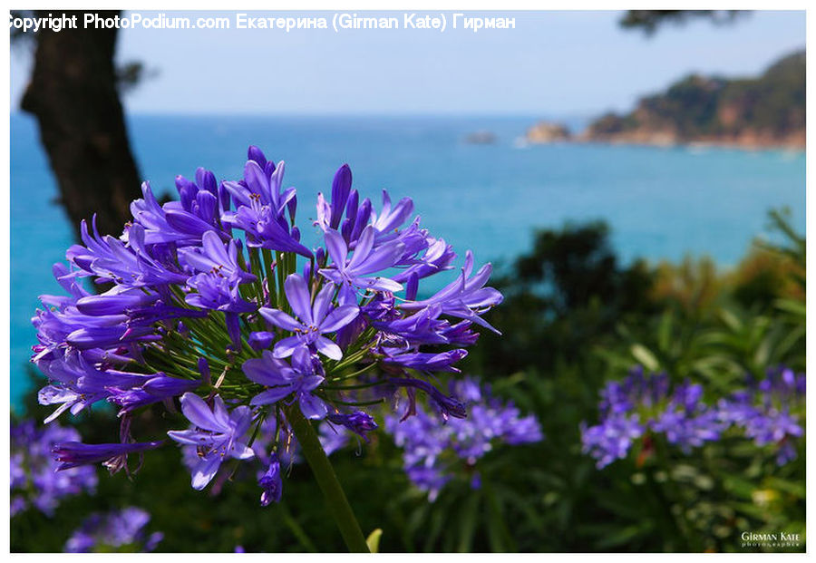 Blossom, Crocus, Flora, Flower, Plant, Violet, Aster