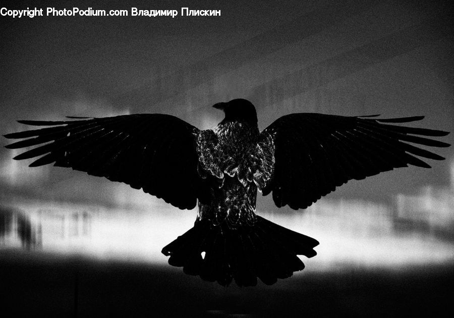 Bird, Blackbird, Crow, Silhouette