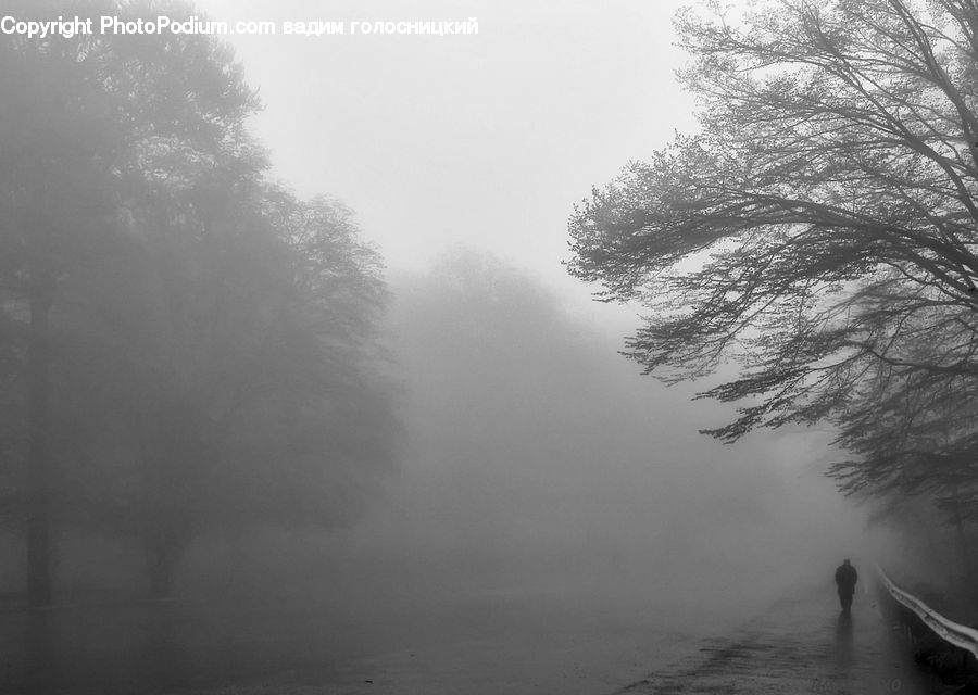 Fog, Plant, Tree, Mist, Outdoors, Dock, Landing