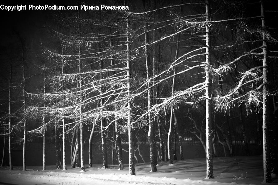 Birch, Tree, Wood, Ice, Outdoors, Snow, Plant