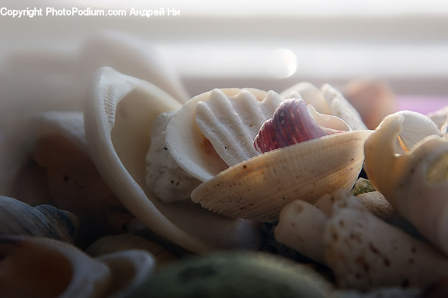 Cream, Creme, Dessert, Food, Garlic, Plant, Candy