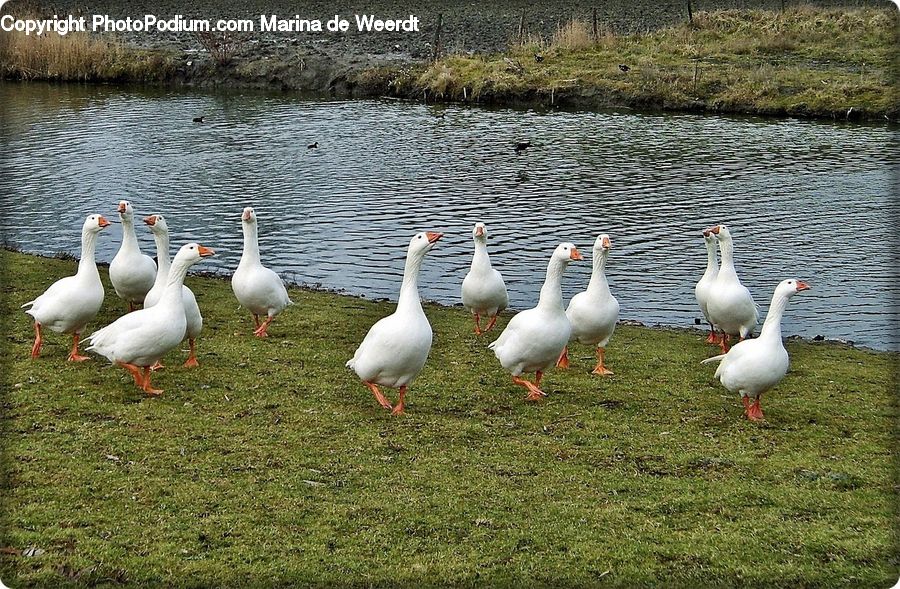 Bird, Goose, Waterfowl, Seagull, Duck, Teal