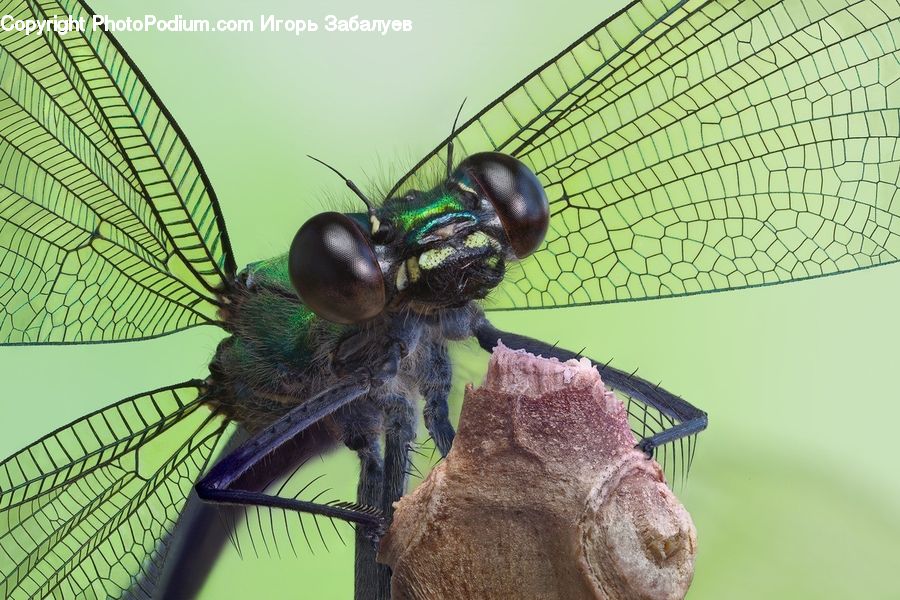 Anisoptera, Dragonfly, Insect, Invertebrate, Bee, Hornet, Wasp