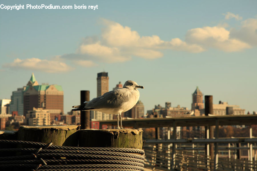 Bird, Seagull, Bench, Couch, Furniture, Dove, Pigeon