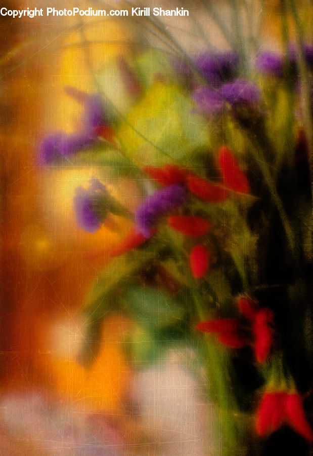 Blossom, Flora, Flower, Geranium, Plant, Fractal, Eruption