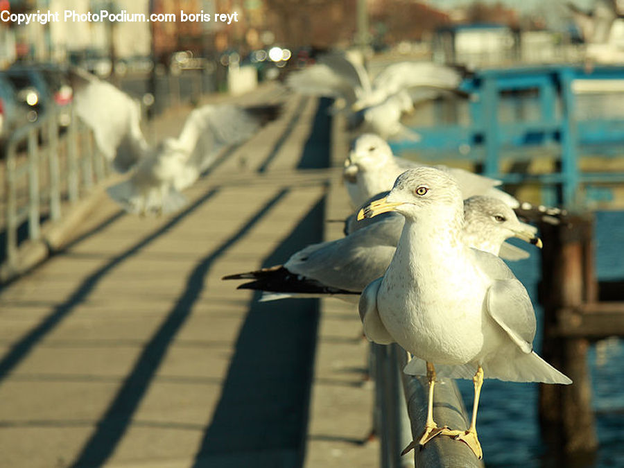 Bird, Seagull, Dove, Pigeon, Pelican, Hat, Lamp
