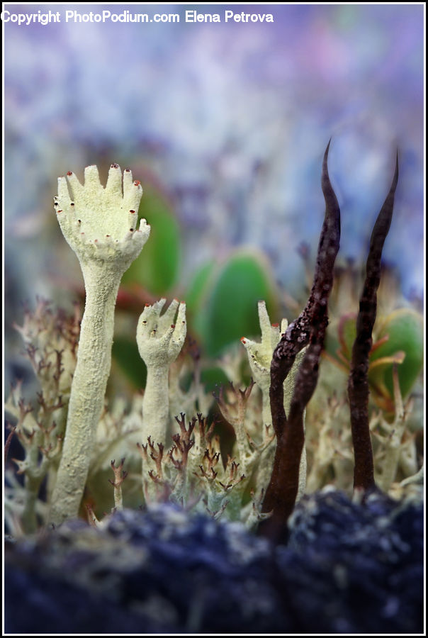 Plant, Sprout, Flora, Pollen, Blossom, Flower, Soil