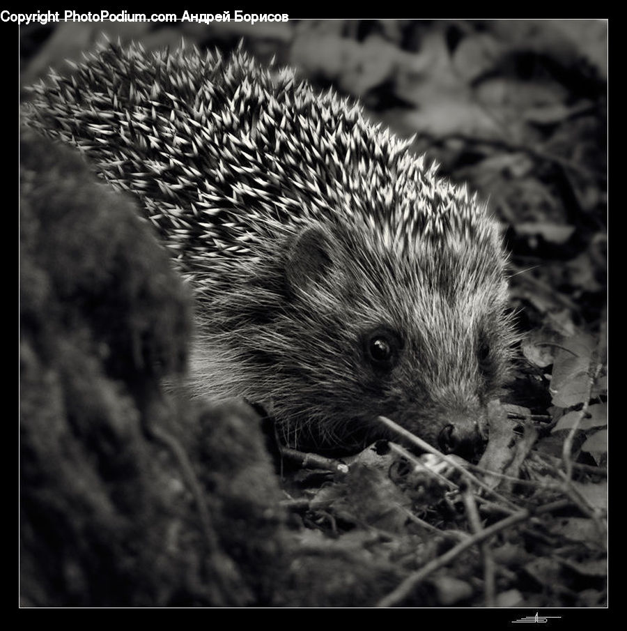 Animal, Hedgehog, Mammal, Porcupine, Rodent