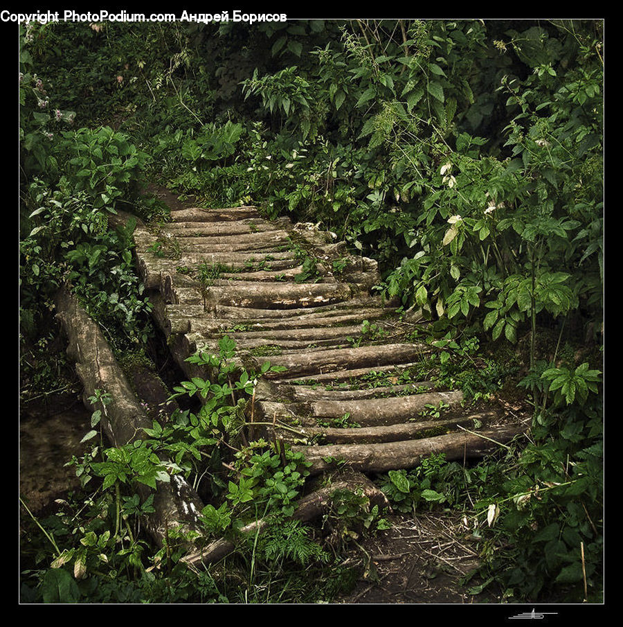 Ivy, Plant, Vine, Forest, Jungle, Rainforest, Vegetation