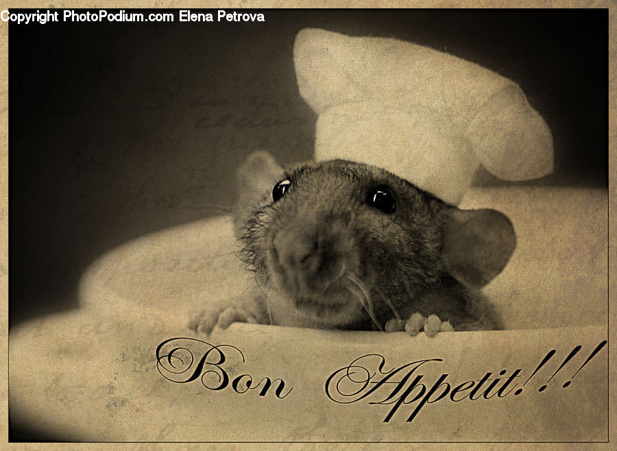 Animal, Chinchilla, Mammal, Rodent