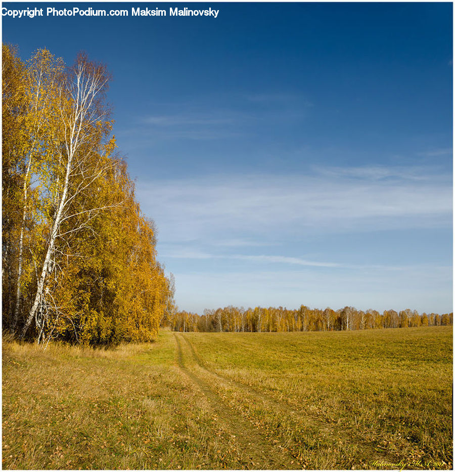 Field, Grass, Grassland, Land, Outdoors, Meadow, Pasture