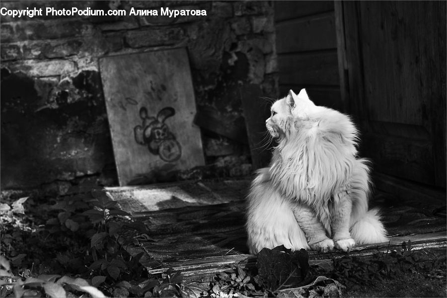 Animal, Canine, Collie, Dog, Mammal, Pet