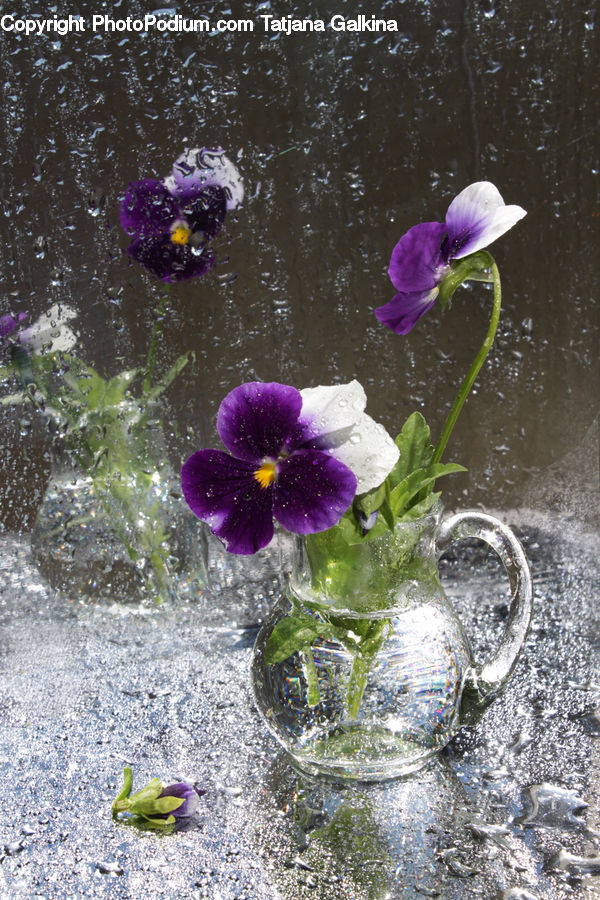 Blossom, Flora, Flower, Plant, Violet, Lily, Pond Lily