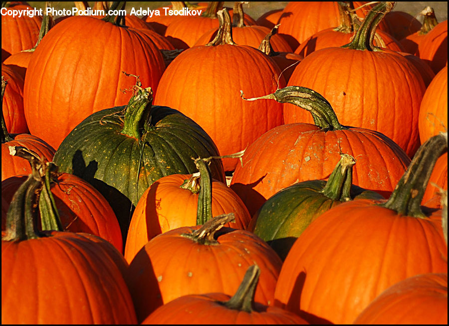 Pumpkin, Squash, Vegetable, Produce, Flora, Flower, Lily