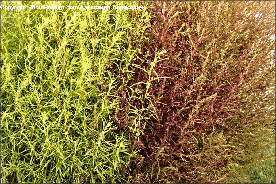Field, Grass, Grassland, Plant, Moss, Blossom, Flora
