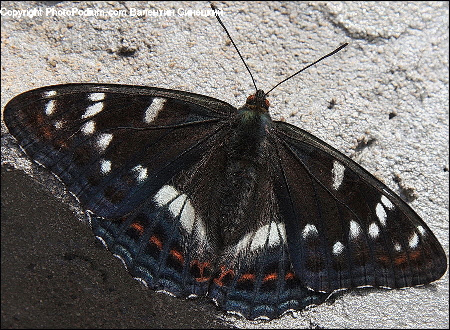 Butterfly, Insect, Invertebrate