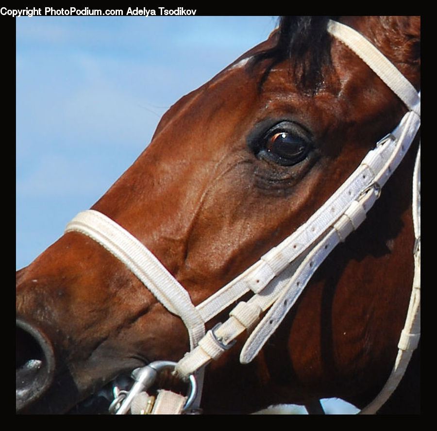 Animal, Colt Horse, Foal, Horse, Mammal