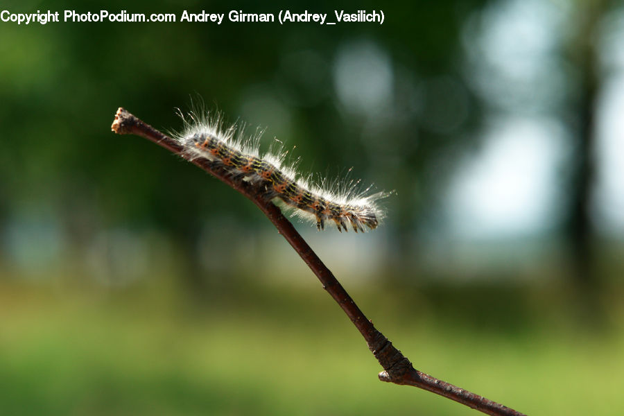 Anisoptera, Dragonfly, Insect, Invertebrate, Conifer, Fir, Plant