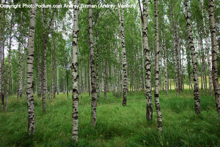 Birch, Tree, Wood