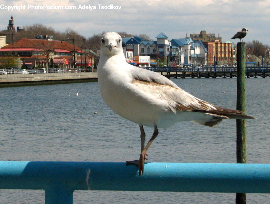 Bird, Seagull, Pavement, Beak, Banister, Handrail, Booby