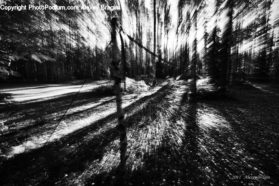 Forest, Vegetation, Path, Trail, Fir, Grove, Plant