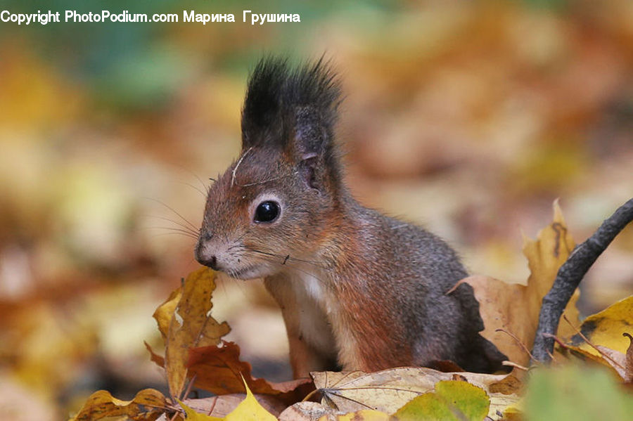 Animal, Mammal, Rodent, Squirrel, Oak, Sycamore, Tree