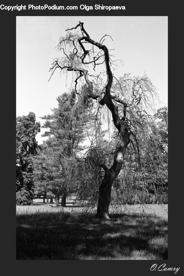 Oak, Tree, Wood, Drawing, Sketch, Plant, Silhouette