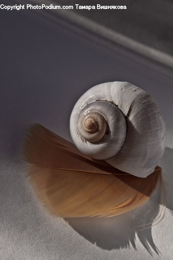 Clam, Sea Life, Seashell