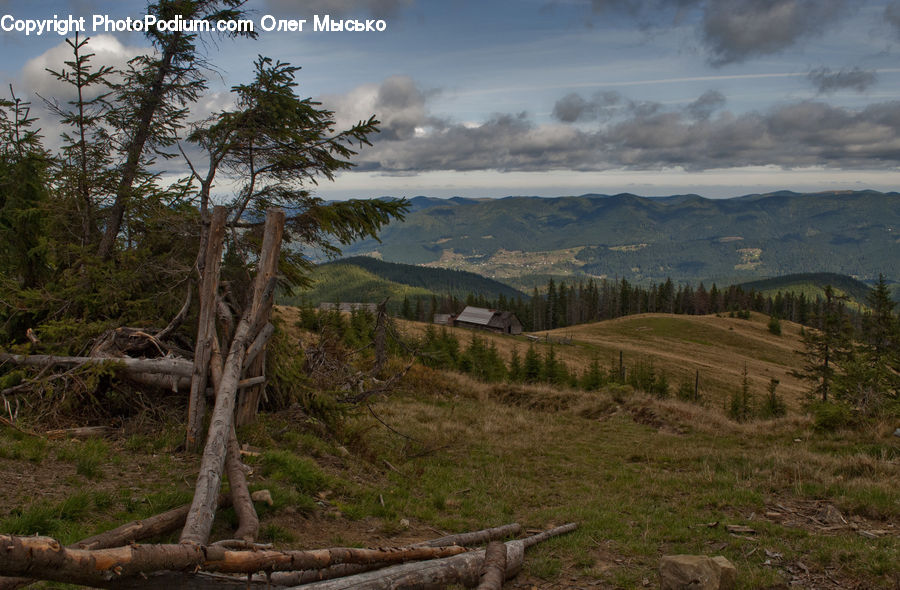Conifer, Fir, Plant, Tree, Outdoors, Plateau, Dirt Road