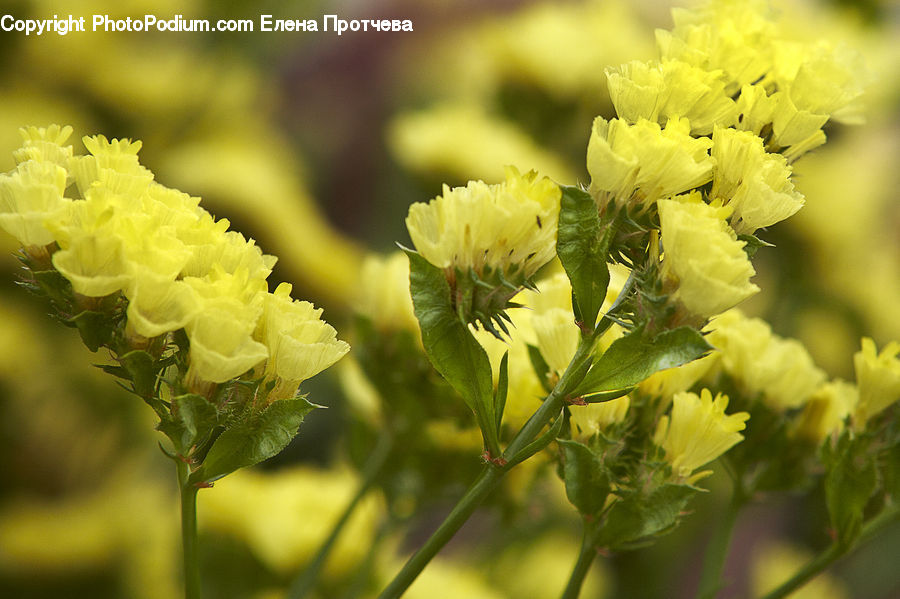 Blossom, Daffodil, Flora, Flower, Plant, Bee, Insect