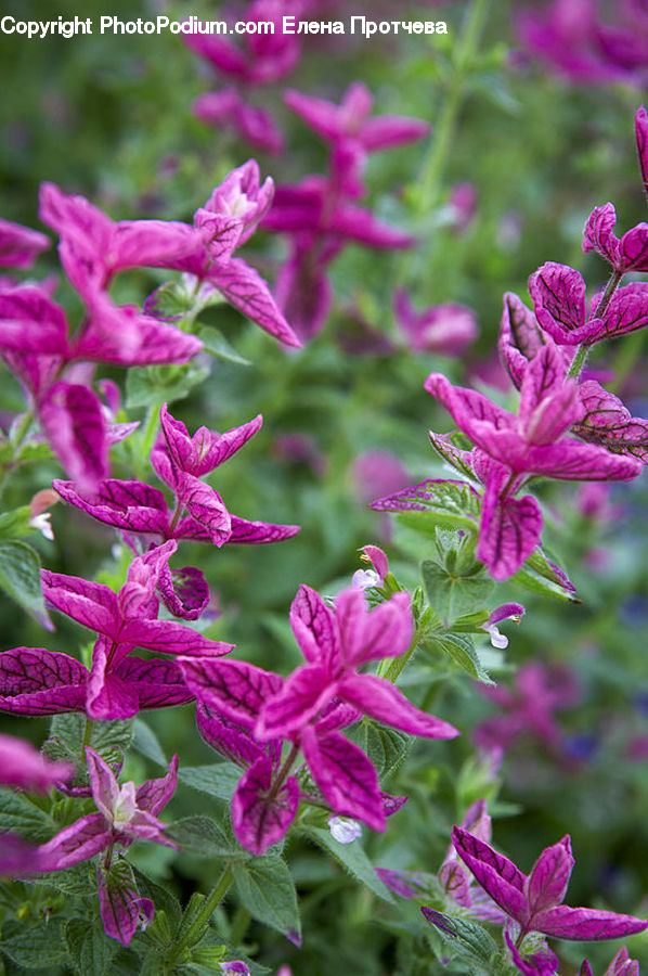 Blossom, Flora, Flower, Geranium, Plant, Foxglove, Aquilegia