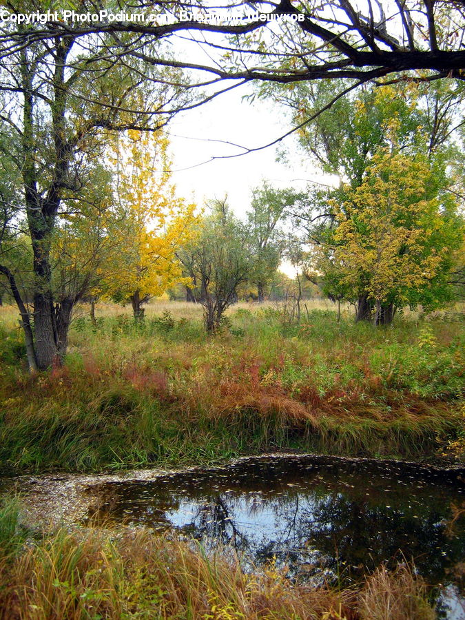 Outdoors, Pond, Water, Landscape, Nature, Scenery, Field