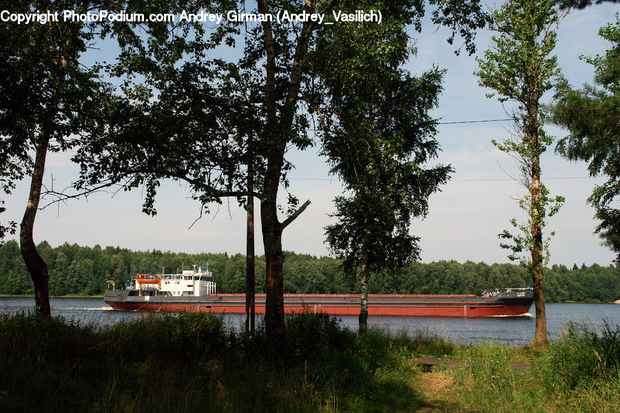 Plant, Tree, Conifer, Wood, Yew, Barge, Boat