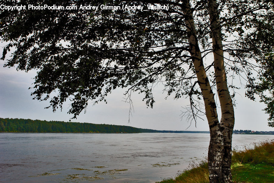 Birch, Tree, Wood, Plant, Landscape, Nature, Scenery