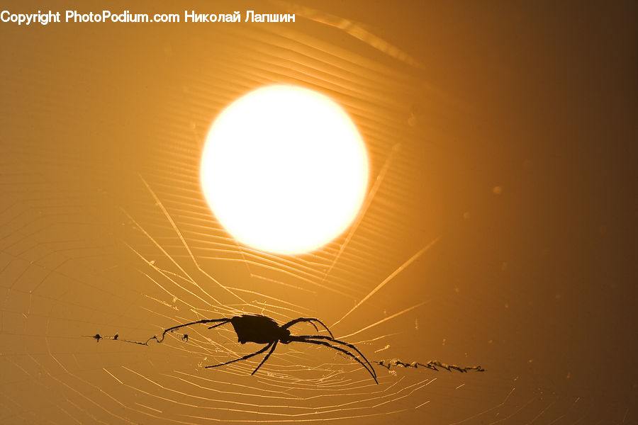 Flare, Light, Sunlight, Arachnid, Black Widow, Garden Spider, Insect