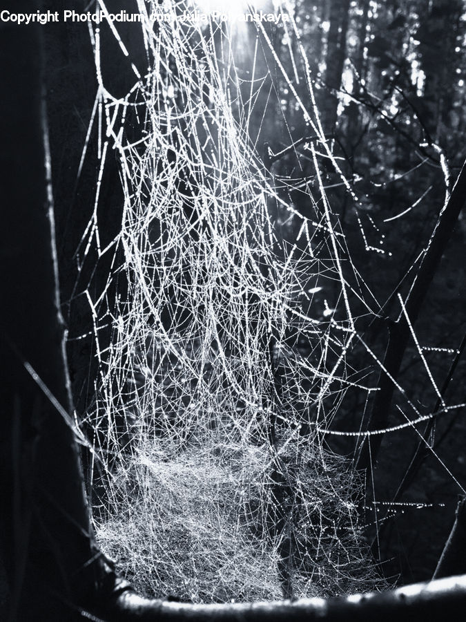 Insect, Spider Web, Forest, Vegetation, Conifer, Fir, Plant