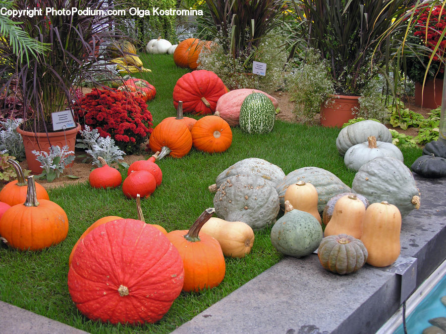 Pumpkin, Squash, Vegetable, Bird, Flamingo, Flock, Blossom