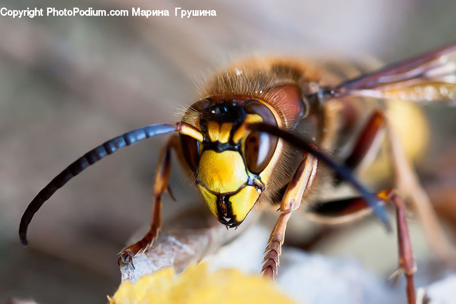 Bee, Hornet, Insect, Invertebrate, Wasp, Anisoptera, Dragonfly