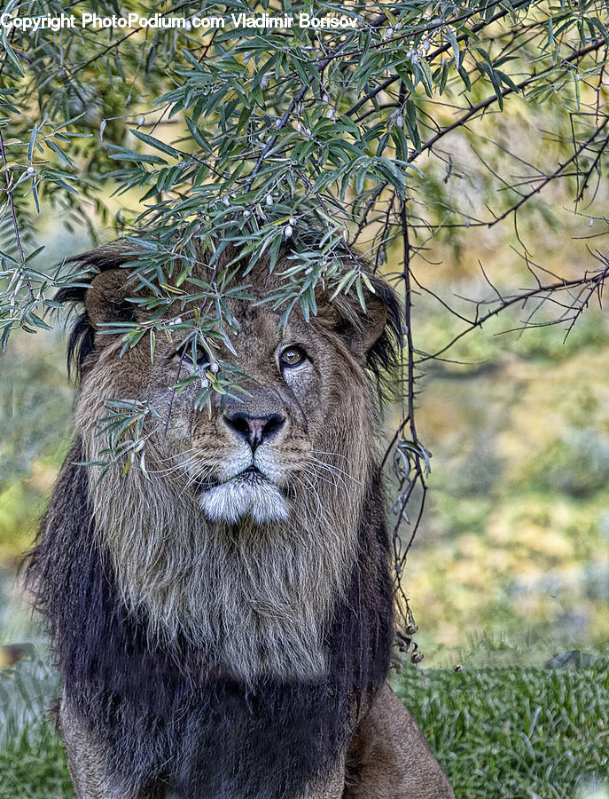 Animal, Lion, Wildlife, Plant, Vegetation, Leopard, Bush