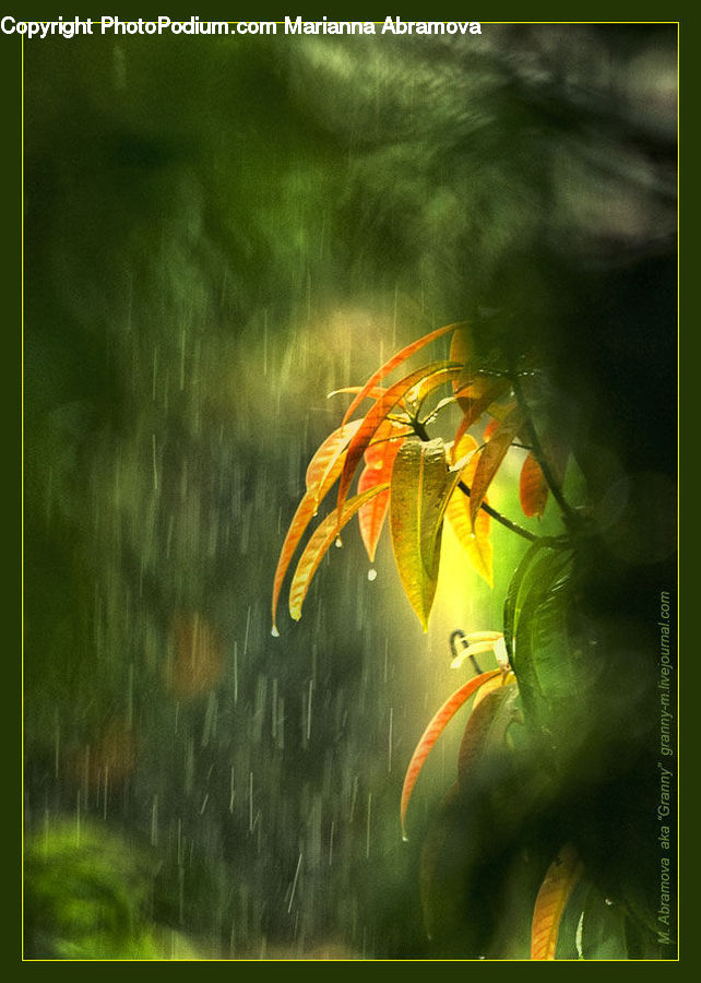 Carp, Fish, Koi, Sea Life, Field, Grass, Grassland