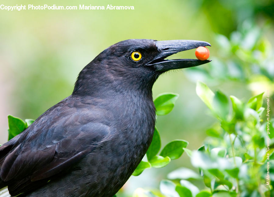 Bird, Blackbird, Head, Portrait