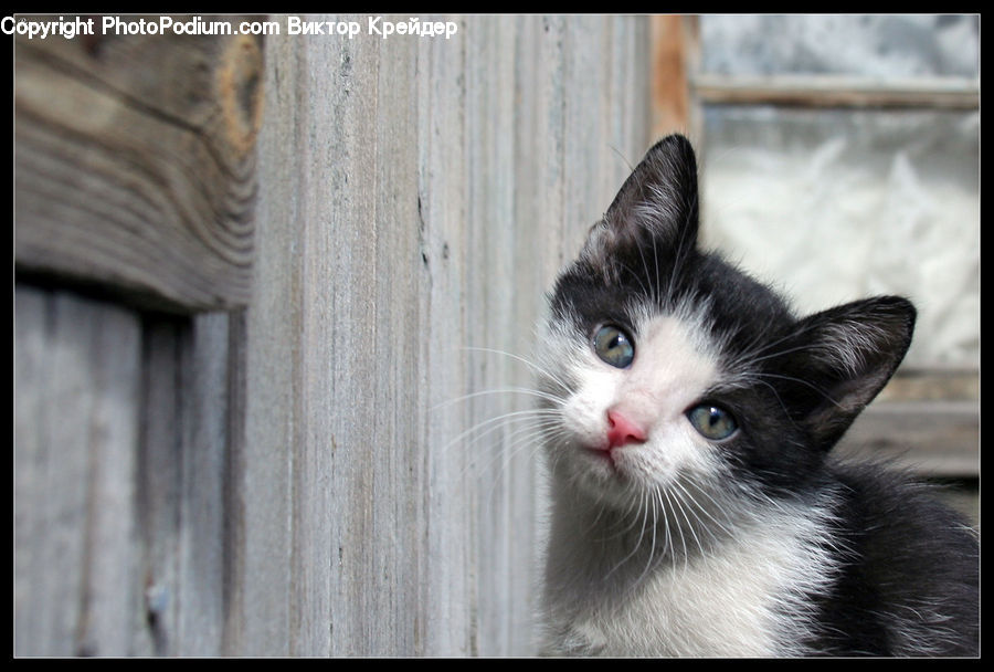 Animal, Cat, Kitten, Mammal, Pet, Manx