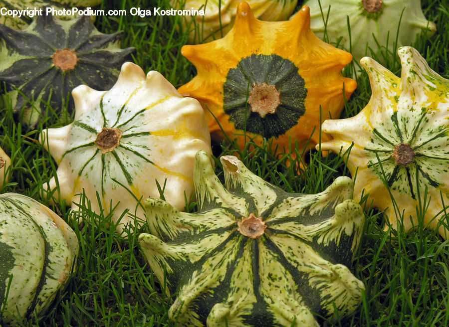Blossom, Flora, Flower, Plant, Produce, Vegetable, Cucumber