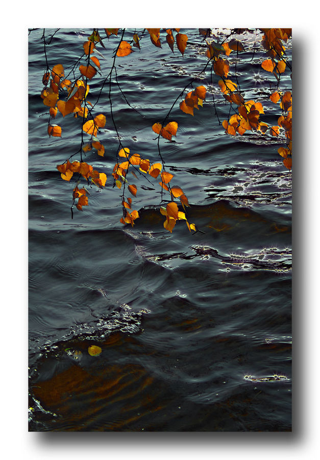 Flower, Lily, Plant, Pond Lily, Water, Maple, Maple Leaf