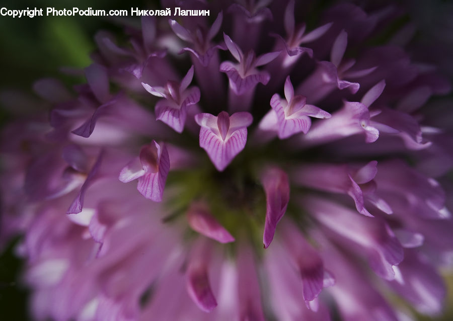 Blossom, Flora, Flower, Geranium, Plant, Lilac, Gladiolus